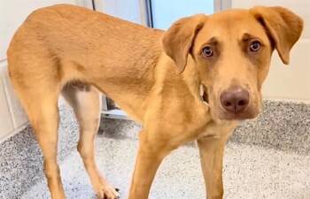 RUDY -  Labrador Retriever and Mixed Breed Dog for Adoption in Houston, Texas - RUDY | PetCurious