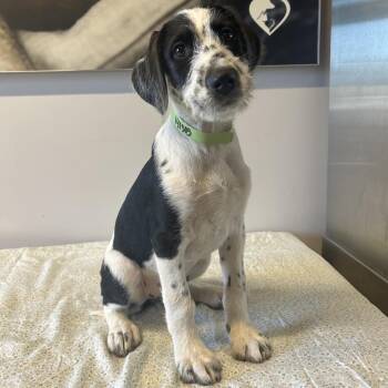 IVHS-Stray-141505 -  Terrier Dog for Adoption in San Gabriel, California - IVHS-Stray-141505 | PetCurious
