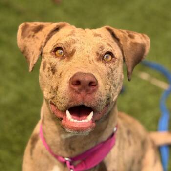 Pit Bull Terrier and Catahoula Leopard Dog Dogs Available for Adoption in Durango, Colorado - Mara | PetCurious