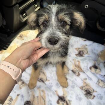 Rescue Terrier Dogs for Adoption in Harlingen, Texas - Sugar | PetCurious