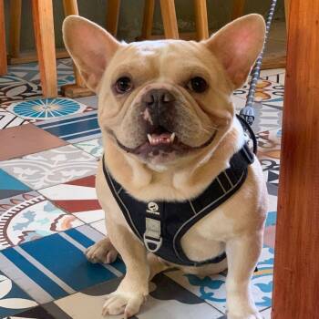 Guero -  French Bulldog and Bulldog Dog for Adoption in Sherwood, Oregon - Guero | PetCurious