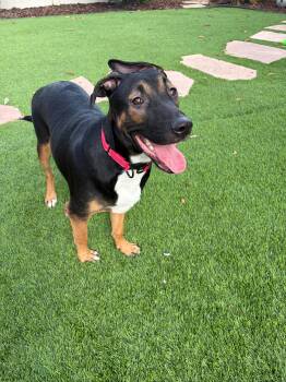 Archie -  Shepherd Dog for Adoption in Poway, California - Archie | PetCurious