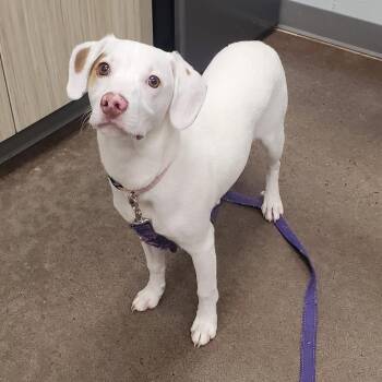 Guy Fieri -  Mixed Breed Dog for Adoption in Chattanooga, Tennessee - Guy Fieri | PetCurious