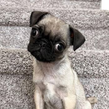 Ross -  Pug Dog for Adoption in Alvin, Texas - Ross | PetCurious
