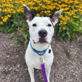 Odin -  Mixed Breed Dog for Adoption in Merriam, Kansas - Odin | PetCurious