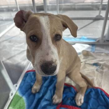 Alex Cuba -  Mixed Breed Dog for Adoption in Bentonville, Arkansas - Alex Cuba | PetCurious