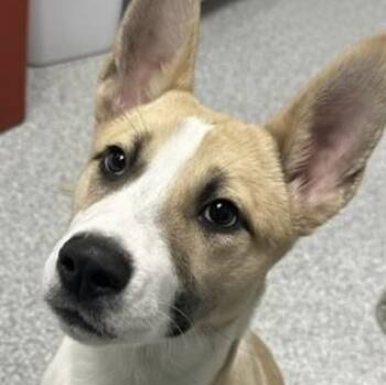 Husky Dogs Available for Adoption - Honey | PetCurious