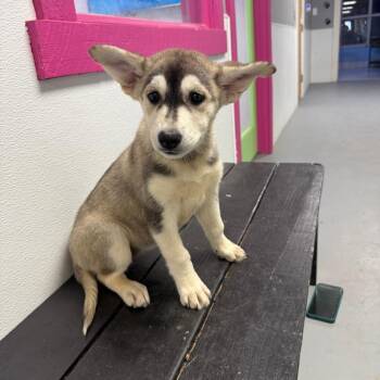 Berry -  Mixed Breed and Husky Dog for Adoption in Casa Grande, Arizona - Berry | PetCurious