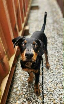 Kobe -  Doberman Pinscher Dog for Adoption in Evansville, Indiana - Kobe | PetCurious