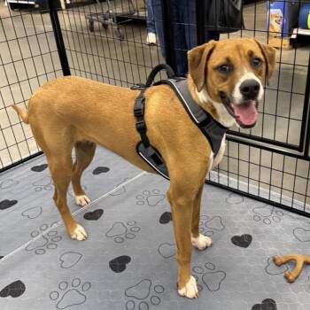 Rescue Hound Dogs for Adoption in Kings Mountain, North Carolina - Mistletoe | PetCurious