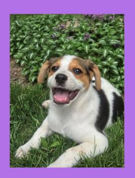 Nutmeg -  Brittany Spaniel and Collie Dog for Adoption in Lake Geneva, Wisconsin - Nutmeg | PetCurious