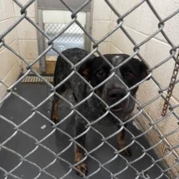 Oreo -  Australian Cattle Dog Blue Heeler Dog Available for Adoption in Tiger, Georgia - Oreo | PetCurious