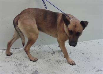German Shepherd Dog and Mixed Breed Dogs Available for Adoption - BERT JONES | PetCurious