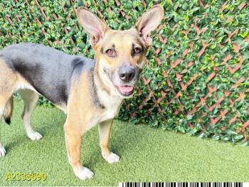 Mixed Breed Dogs Available for Adoption in West Palm Beach, Florida - JESSE | PetCurious