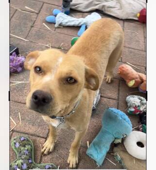 Coffee Bean -  Labrador Retriever Dog for Adoption in Hillside, Illinois - Coffee Bean | PetCurious