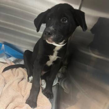 Mud -  Mixed Breed Dog for Adoption in Columbus, Georgia - Mud | PetCurious