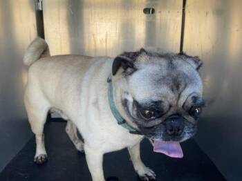 BUGGY -  Pug Dog for Adoption in Ontario, California - BUGGY | PetCurious