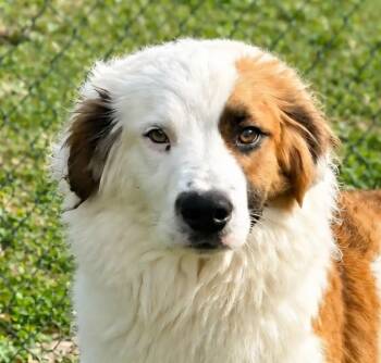 English Shepherd Dogs Available for Adoption in Newport, Tennessee - Duel | PetCurious