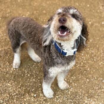 Mixed Breed Dogs Available for Adoption in Bentonville, Arkansas - Chip | PetCurious