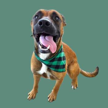 Jedi - URGENT -  Pit Bull Terrier Dog for Adoption in Thousand Oaks, California - Jedi - URGENT | PetCurious