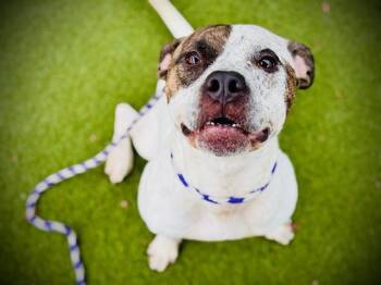 Treeing Walker Coonhound and Pit Bull Terrier Dogs Available for Adoption in Orlando, Florida - TORONTO | PetCurious