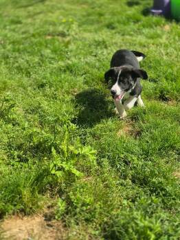 Terrier and Hound Dogs Available for Adoption in Dover, Arkansas - Cooper | PetCurious