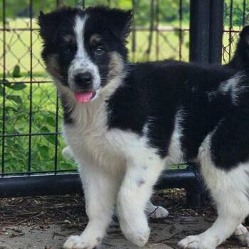 S- Liv -  Mixed Breed Dog for Adoption in Tulsa, Oklahoma - S- Liv | PetCurious
