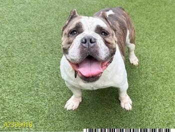 STEVIE BARKS -  Mixed Breed Dog for Adoption in West Palm Beach, Florida - STEVIE BARKS | PetCurious