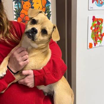 Peacock -  Chihuahua and Pug Dog for Adoption in Brainerd, Minnesota - Peacock | PetCurious