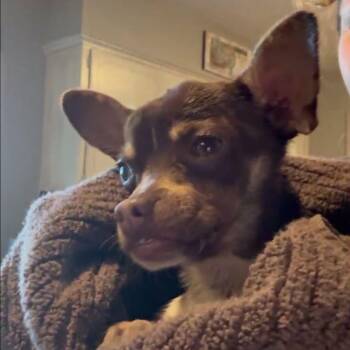 Chihuahua Dogs Available for Adoption in Tulsa, Oklahoma - Alfie | PetCurious