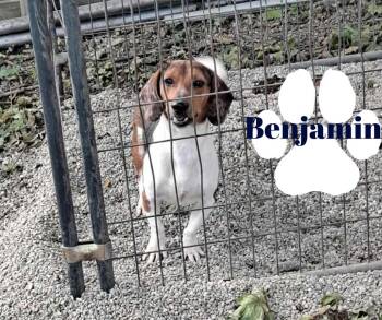 Rescue Beagle and Dachshund Dogs for Adoption in Marion, Indiana - Benjamin | PetCurious