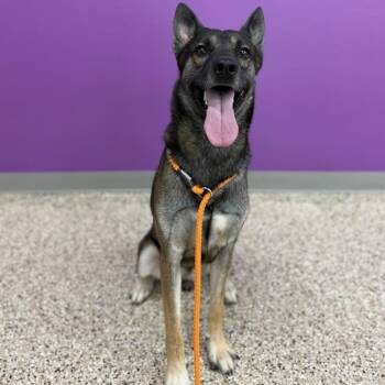 AMADEUS -  Shepherd and Mixed Breed Dog for Adoption in Bullhead City, Arizona - AMADEUS | PetCurious