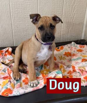 Shepherd and Black Mouth Cur Dogs Available for Adoption - Doug | PetCurious