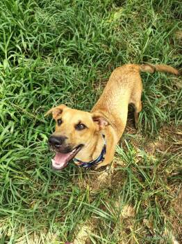 Shepherd Dogs Available for Adoption - Pauly | PetCurious