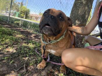 Baby Girl -  American Bulldog Dog for Adoption in Lakeland, Florida - Baby Girl | PetCurious