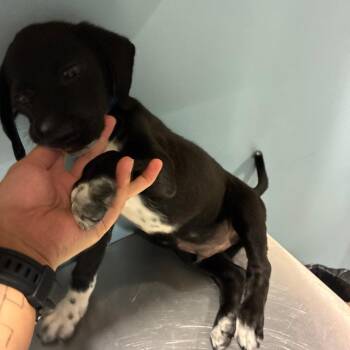 Elwood -  Mixed Breed Dog for Adoption in Chattanooga, Tennessee - Elwood | PetCurious