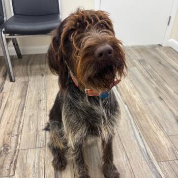 Greta (Kerrville, Texas) -  German Wirehaired Pointer Dog for Adoption in Santa Rosa, California - Greta (Kerrville, Texas) | PetCurious