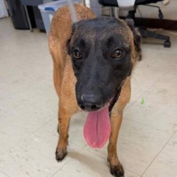 Tawny -  Belgian Shepherd Malinois Dog for Adoption in Denison, Texas - Tawny | PetCurious