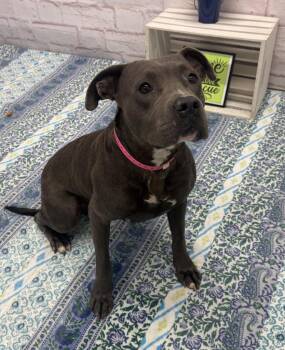 Jellies -  Mixed Breed Dog for Adoption in Detroit, Michigan - Jellies | PetCurious