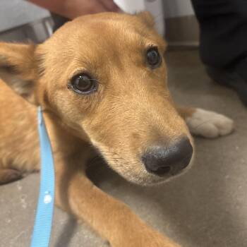 Mixed Breed Dogs Available for Adoption - Ethel | PetCurious