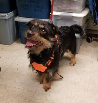 Terrier and Dachshund Dogs Available for Adoption - NO NAME YET  (cc#7197) | PetCurious