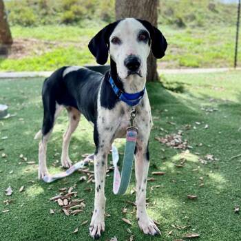 Darla -  Mixed Breed Dog for Adoption - Darla | PetCurious