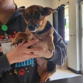 Mixed Breed Dogs Available for Adoption in Davenport, Iowa - Teenie Tres | PetCurious