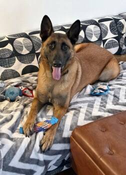 Rito -  Belgian Shepherd Malinois Dog for Adoption in Santa Monica, California - Rito | PetCurious