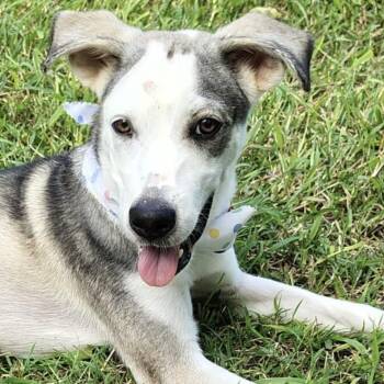 Rescue Husky Dogs for Adoption in Warren, New Jersey - Aiko | PetCurious