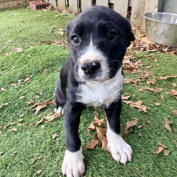 Labrador Retriever and Terrier Dogs Available for Adoption in Huntsville, Alabama - Lavender (in PA) | PetCurious