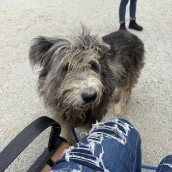 Old English Sheepdog and Shepherd Dogs Available for Adoption in Philadelphia, Pennsylvania - Bandit | PetCurious