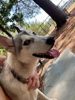 Fuji -  Husky Dog for Adoption in Little Rock, Arkansas - Fuji | PetCurious