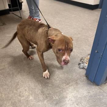 Mixed Breed Dogs Available for Adoption - Kaspian | PetCurious