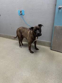 Rescue Pit Bull Terrier and Mixed Breed Dogs for Adoption in Las Vegas, Nevada - ICHABOD | PetCurious